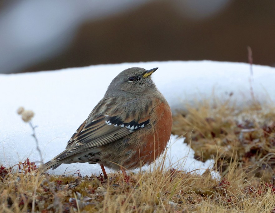 Alpine Accentor perched on a snowy landscape in Uttarakhand, photographed by Rima Dhillon.