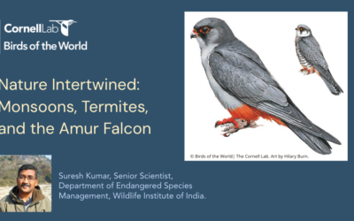 Webinar On Amur Falcons featuring Suresh Kumar