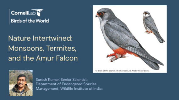 Webinar announcement poster from Birds of the World with Title- Nature Intertwined: Monsoons, Termites, and the Amur Falcon. Speaker Dr. Suresh Kumar