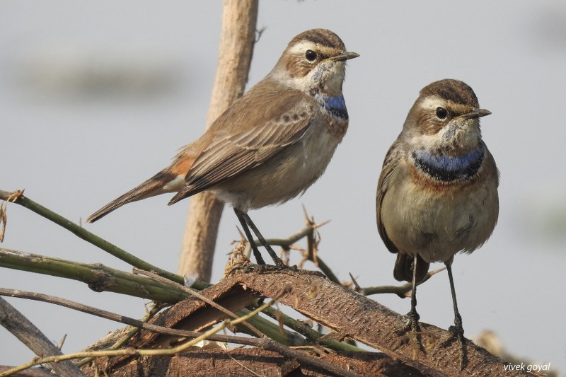 A pair of bluethroats, a small songbird species with a distinctive blue throat, perched on a thorny branch.