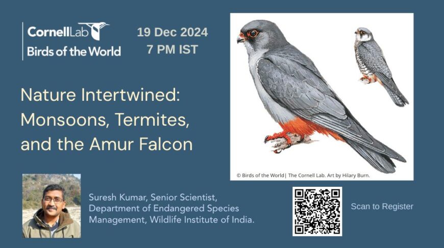 Webinar Annoucement Poster with Title- Nature Intertwined: Monsoons, Termites, and the Amur Falcon, hosted by Birds of the World and speaker is Dr. Suresh Kumar