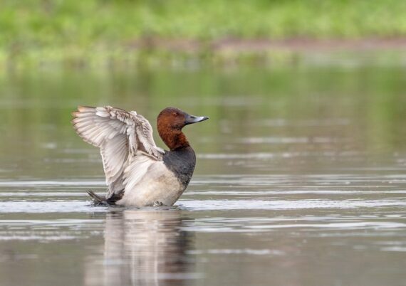 A Common Pochard duck stretching its wings while sitting on calm water, with a green background. Photo by Manash Jyoti Talukdar