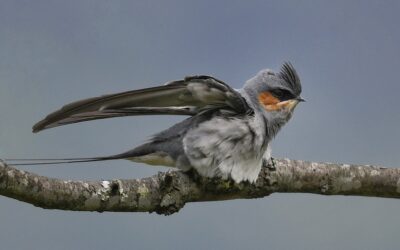 eBird India Yearlong Challenge