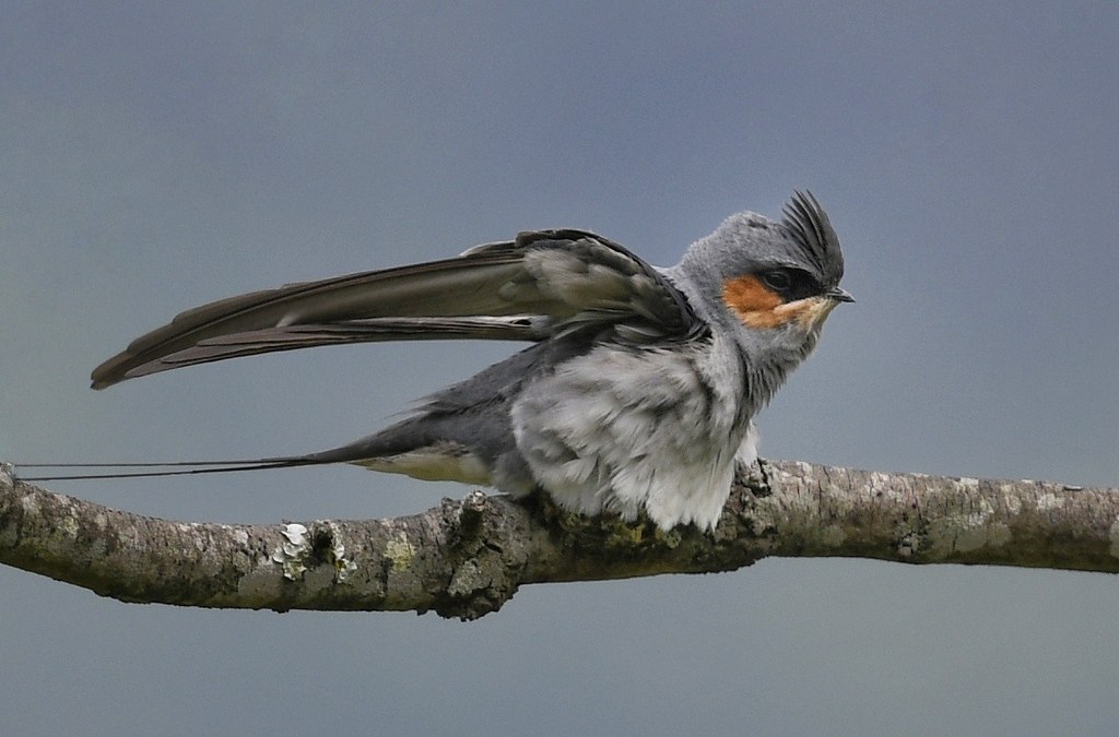 A Crested Treeswift perched on a branch, showing its distinctive crest, gray plumage, and orange cheek patch. Its wings are partially spread, with a serene blue-gray sky in the background