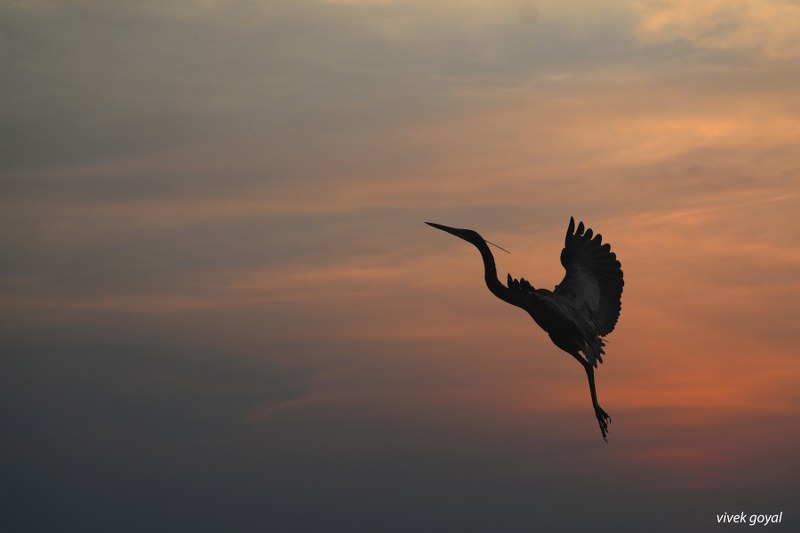 A heron flying against a sunset sky. Photographed by Dr. Vivek Goyal