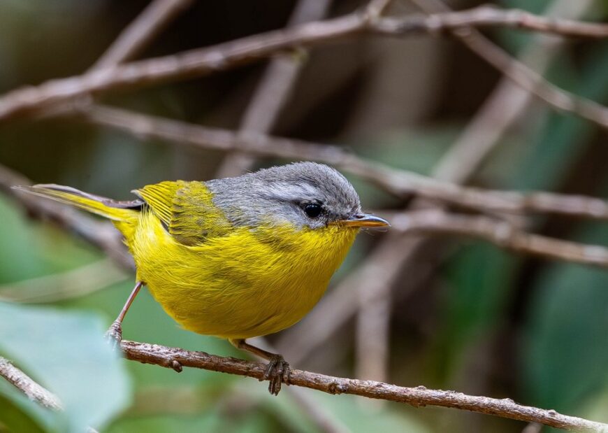 A small, vibrant yellow bird with a distinctive grey hood perched on a thin branch.