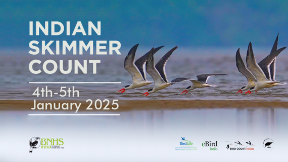 Poster annoucement for BNHS's INDIAN SKIMMER COUNT 2025. Image on Indian Skimmers in flight, photographed by Srikanth Mannepuri