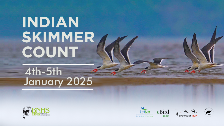 Poster annoucement for BNHS's INDIAN SKIMMER COUNT 2025. Image on Indian Skimmers in flight, photographed by Srikanth Mannepuri