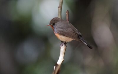 Help Improve Merlin Bird ID – Share Your Feedback!