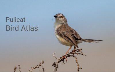 Pulicat Bird Atlas