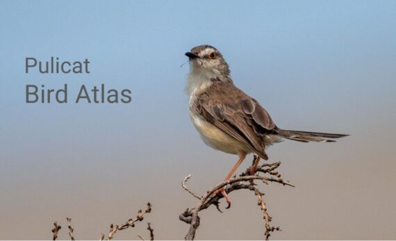 A Plain Prinia perched on a dry twig with its tail raised, against a soft blue sky background. The text "Pulicat Bird Atlas" appears to the left of the bird.