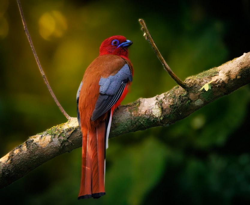 A Red-headed Trogon perched on a mossy branch, displaying its vibrant red head, rusty-brown back, and striking black-and-white patterned wings. The background features lush green foliage with soft bokeh lighting