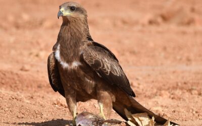 Help Assess the Effect of Aero India Meat Ban on Black Kites in Bengaluru