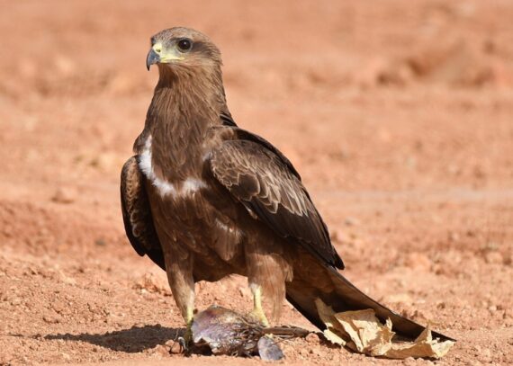 Black Kite- a very common bird of prey and a scavenger in urban regions on peninsular India