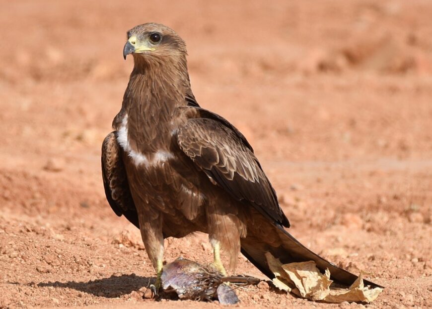 Black Kite- a very common bird of prey and a scavenger in urban regions on peninsular India