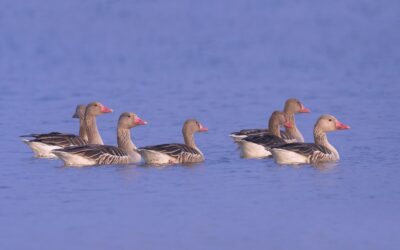 December 2024 eBirders of the Month