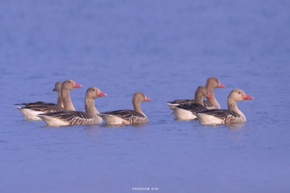 A group of six Greylag Geese swimming in a calm blue water body. They have grey-brown plumage, white underparts, and distinctive pinkish-orange bills.