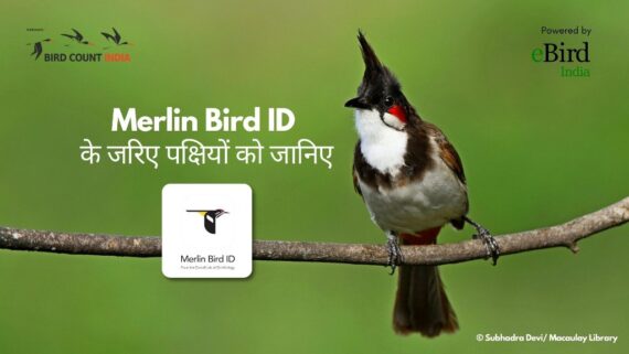 Image of a Red-Whiskered Bulbul perched on a branch with Merlin Bird ID App Hindi Video as Title