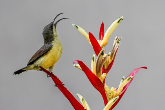 Loten's Sunbird (female) perched on a red and yellow Heliconia flower, foraging for nectar. Photo by S S Suresh.