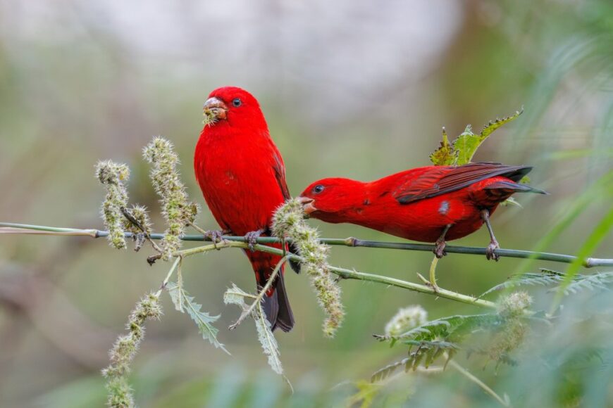 wo vibrant Scarlet Finches perched on a delicate branch, feeding on seeds, surrounded by green foliage in a natural setting. Photographed by Anand T