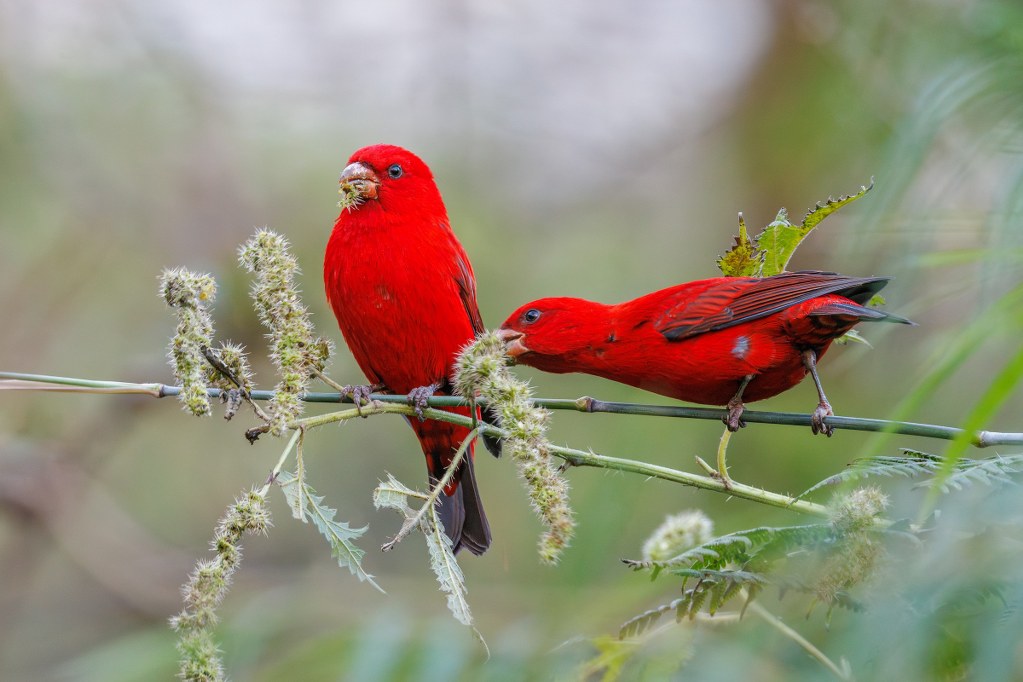 wo vibrant Scarlet Finches perched on a delicate branch, feeding on seeds, surrounded by green foliage in a natural setting. Photographed by Anand T