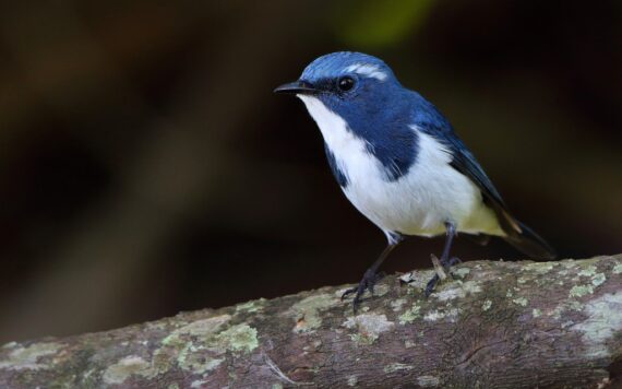 A stunning Ultramarine Flycatcher (Ficedula superciliaris) perched gracefully on a branch.