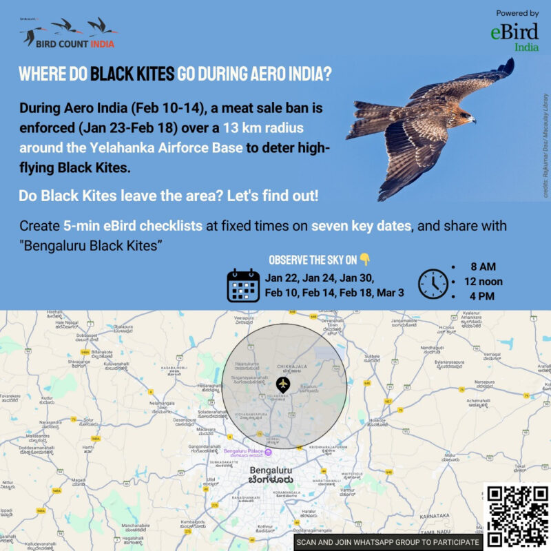 Poster on a project on assessing black kites during meat ban in Bangalore