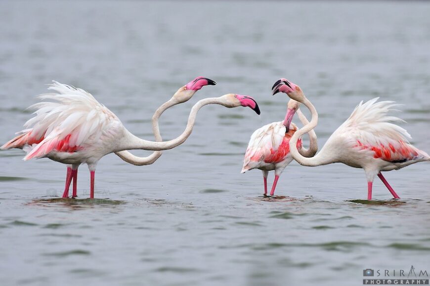 Four Greater Flamingos (Phoenicopterus roseus) engage in an intense interaction in shallow water. Two pairs face each other with stretched necks, displaying vibrant pink hues and ruffled feathers. The water in the background provides a calm contrast to their dynamic posture.