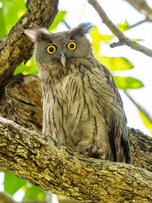 A Dusky Eagle-Owl (Bubo coromandus) perched on a tree branch, staring directly with striking yellow eyes. Its ear tufts are raised, and the background consists of blurred green foliage.