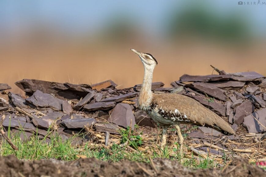 A Great Indian Bustard (Ardeotis nigriceps) standing tall in a dry, open landscape with scattered rocks and sparse vegetation. The bird has an elongated neck, sharp gaze, and earthy brown plumage that blends with its surroundings