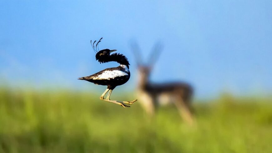 A male Lesser Florican (Sypheotides indicus) captured mid-air during its courtship display, with a blurred blackbuck in the background. The bird's black-and-white plumage, wispy head plumes, and outstretched legs are prominently visible against a grassland backdrop.