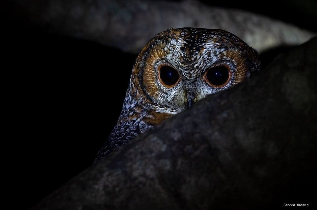 Nocturnal Bird Count Protocol in the Western Ghats