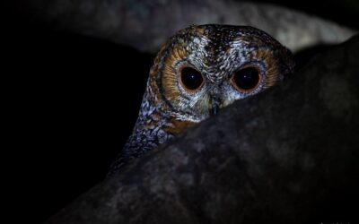 Nocturnal Bird Count Protocol in the Western Ghats