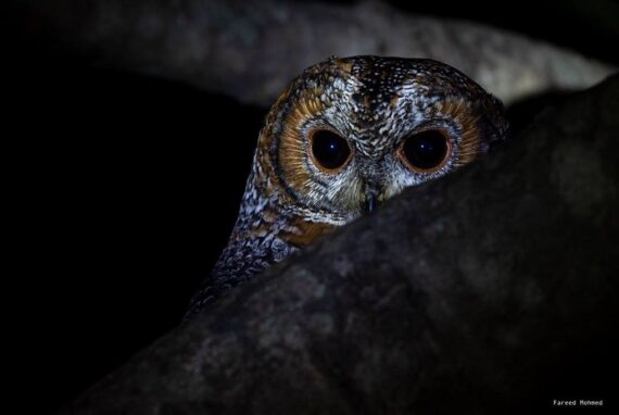 A Mottled Wood Owl peering from behind a tree branch at night, its large dark eyes glowing in the dim light. The intricate patterns on its feathers blend seamlessly with the surroundings.