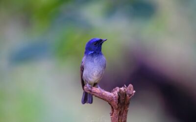 2024 India eBird Yearlong Challenge Winners!