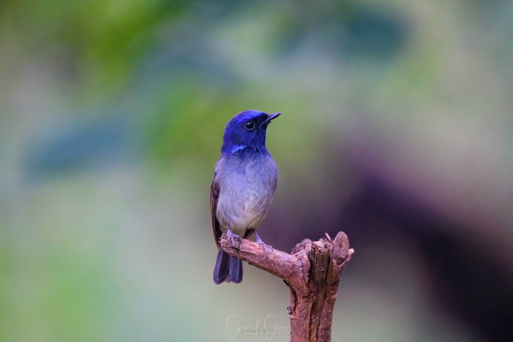 Small Niltava perched on a dry branch against a soft green background.