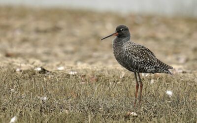 March 2025 eBirding Challenge