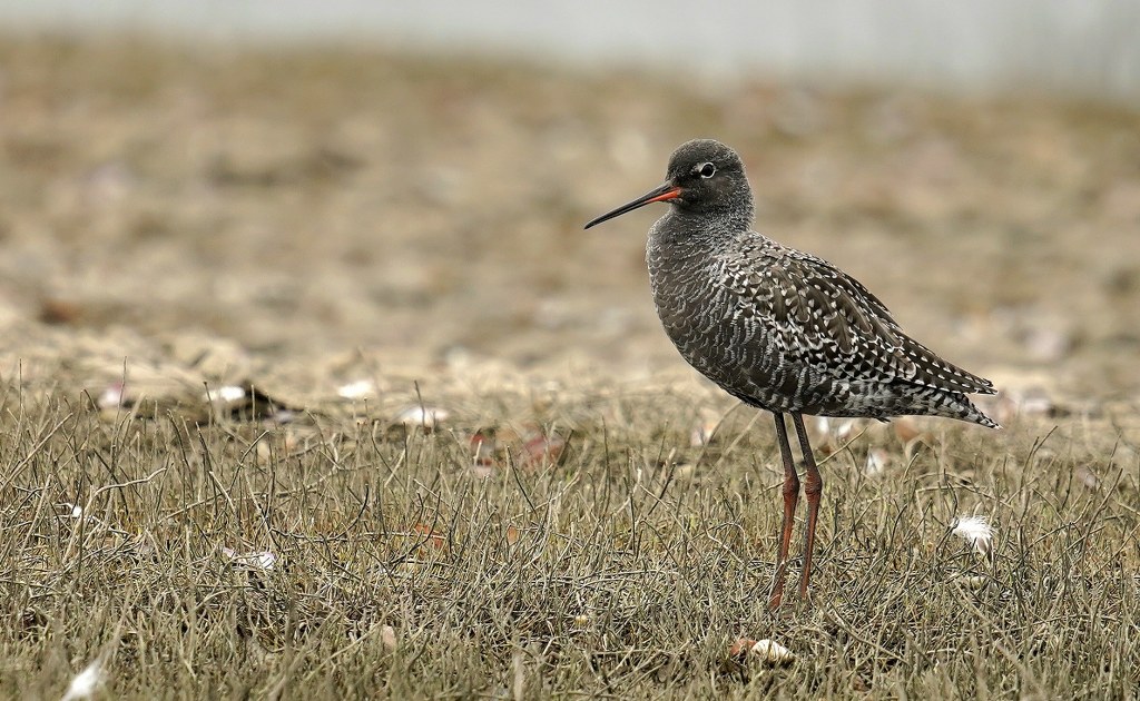 Spotted Redshank (Tringa erythropus) standing in a dry, grassy wetland habitat, showing its distinctive dark breeding plumage with a blackish body, white spots, and a slightly upturned red-tinted bill.