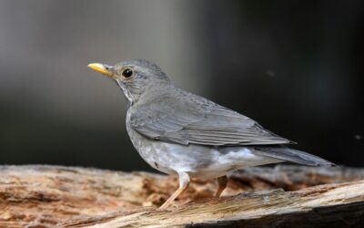 January 2025 eBirders of the Month