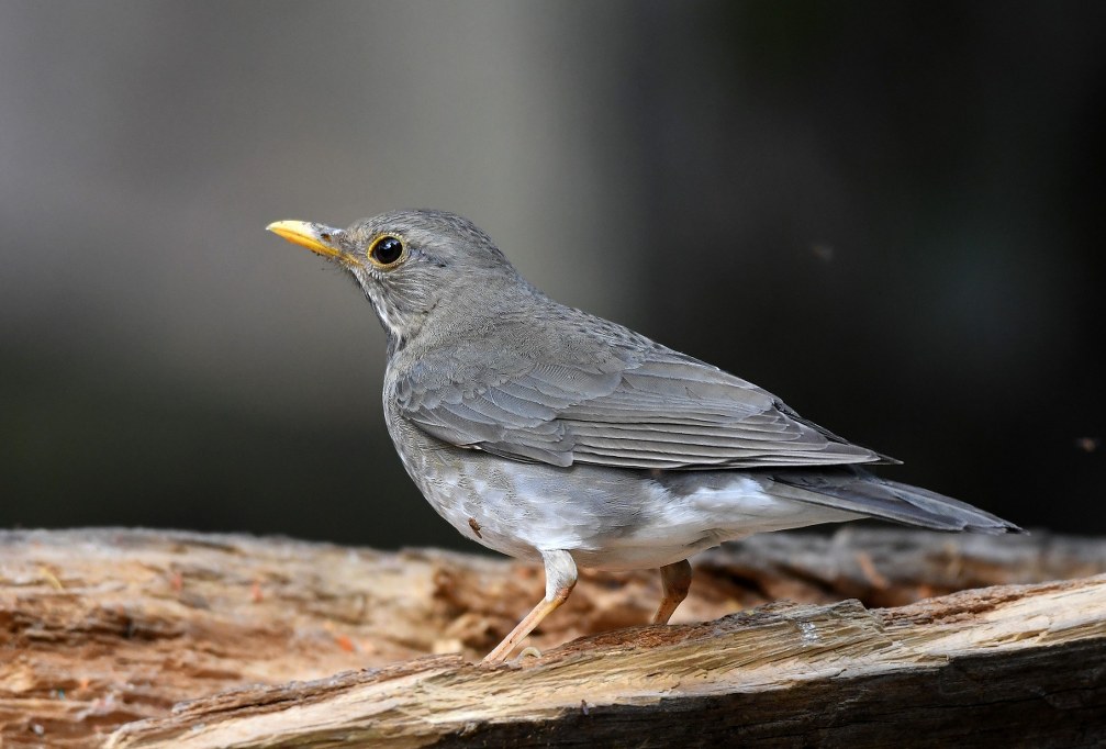 A Tickell's Thrush (Turdus unicolor) perched on a log, showing its grayish-brown plumage, yellow beak, and dark eyes against a blurred background.