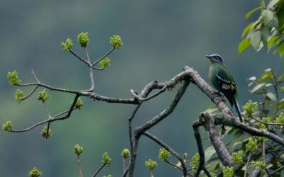 February 2025 eBirders of the Month