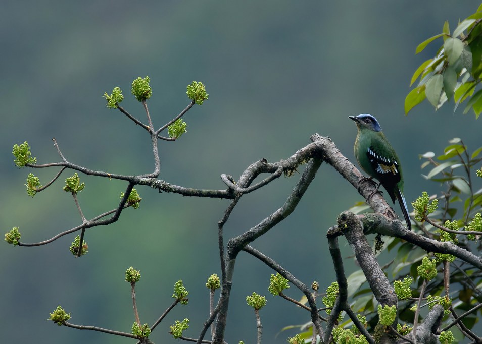 A Green Cochoa perched on a branch with fresh green buds against a blurred forest backdrop.