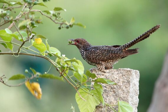 A female Asian Koel perched on a stone pillar, holding a small green fruit in its beak, surrounded by lush green foliage.