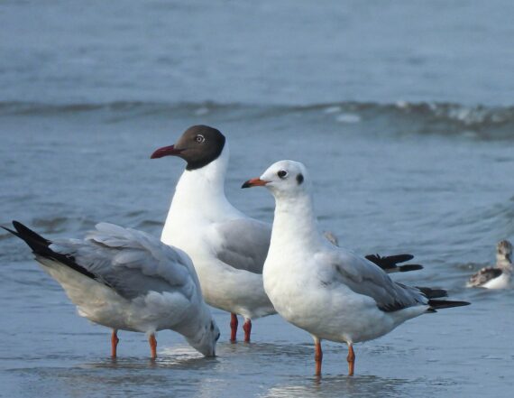Brown-headed Gulls standing in shallow coastal water, one with a distinct chocolate-brown hood.