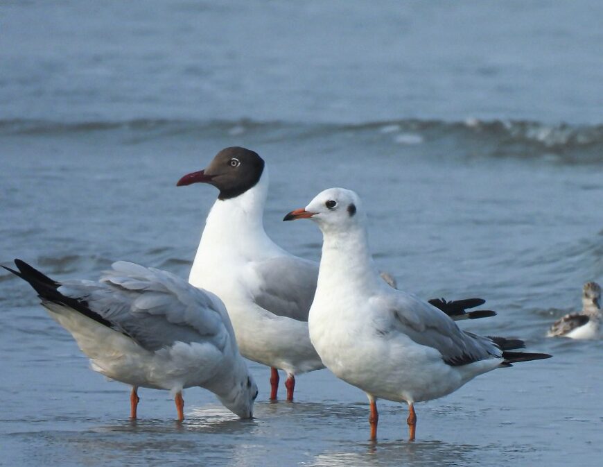 Brown-headed Gulls standing in shallow coastal water, one with a distinct chocolate-brown hood.