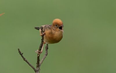 May 2025 eBirding Challenge