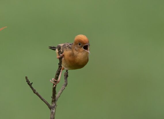 A Golden-headed Cisticola perched on a thin, bare twig against a soft green background, with its beak open mid-call.