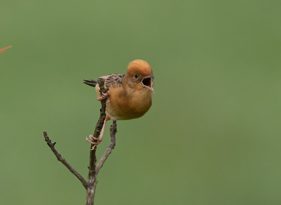 A Golden-headed Cisticola perched on a thin, bare twig against a soft green background, with its beak open mid-call.