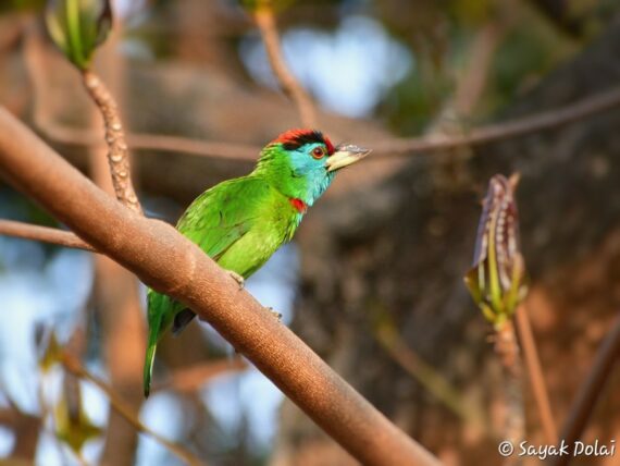 Blue-throated Barbet at Vijaygarh Jyotish Ray College, West Bengal; Photo Credit: Sayak Dolai