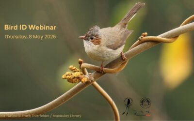 Webinar: Ask ID of Himalayan Birds